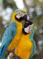 /album/acai-berry-antioxidant/page-47-macaws-dr-mark-bowler-jpg/