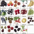 /album/acai-berry-antioxidant/monavieberriespic-gif/
